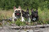 BOULEDOGUE FRANCAIS 012